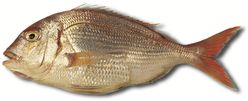 come el pez rojo pargo por la noche